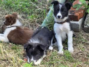 Pui femelă Border Collie — miniatura 3