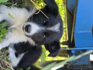 Pui femelă Border Collie — miniatura 4