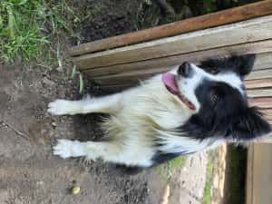 Pui femelă Border Collie — miniatura 5