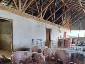 Porci pietran