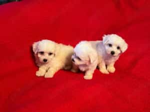 Bichon Maltez Pasaport Bishon Talie Mica Bison