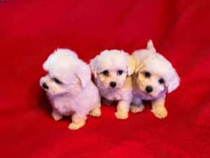 Bichon Maltez Pasaport Bishon Talie Mica Bison — miniatura 2
