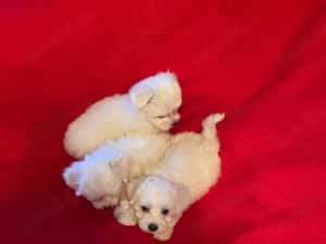 Bichon Maltez Pasaport Bishon Talie Mica Bison — miniatura 3