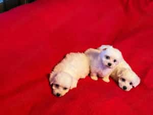 Bichon Maltez Pasaport Bishon Talie Mica Bison — miniatura 4