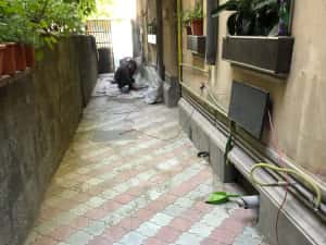 Fabrica de pavaje, pavele, dale, borduri, pentru gradina. Montaj pavaj — miniatura 5