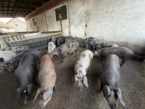 Porci grasi 100 160 kg