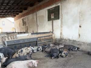 Porci grasi 100 160 kg — miniatura 2
