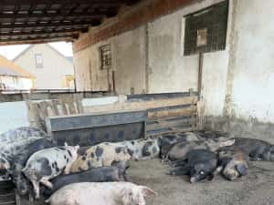 Porci grasi 100 160 kg — miniatura 3