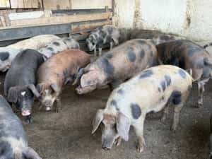 Porci grasi 100 160 kg — miniatura 4