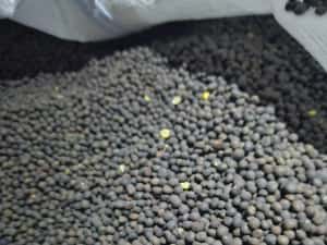 Sămânță Mazariche pt Borceag, Sorg Roșu, Sudan, Ovăz, Mazăre — miniatura 1