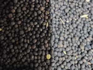 Sămânță Mazariche pt Borceag, Sorg Roșu, Sudan, Ovăz, Mazăre — miniatura 2