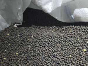 Sămânță Mazariche pt Borceag, Sorg Roșu, Sudan, Ovăz, Mazăre — miniatura 3