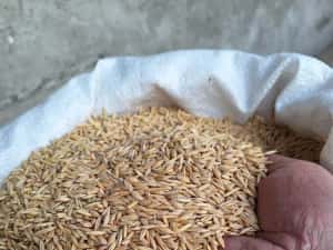 Sămânță Mazariche pt Borceag, Sorg Roșu, Sudan, Ovăz, Mazăre — miniatura 4