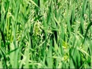 Sămânță Mazariche pt Borceag, Sorg Roșu, Sudan, Ovăz, Mazăre — miniatura 5