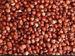 Sămânță Mazariche pt Borceag, Sorg Roșu, Sudan, Ovăz, Mazăre — miniatura 6