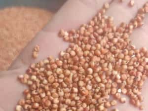 Sămânță Mazariche pt Borceag, Sorg Roșu, Sudan, Ovăz, Mazăre — miniatura 7