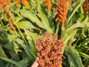 Sămânță Mazariche pt Borceag, Sorg Roșu, Sudan, Ovăz, Mazăre — miniatura 8