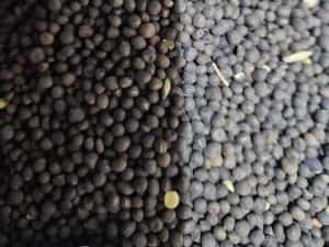 Sămânță Mazariche pt Borceag, Sorg Roșu, Sudan, Ovăz, Mazăre — miniatura 10