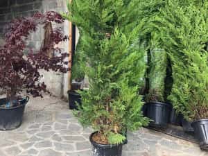 Tuia leylandii 2.5 - 3m — miniatura 3