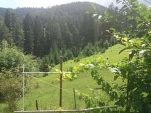 Teren intravilan in Sacele (Brasov), 2000 mp cu livada, foișor, apa, curent — miniatura 4