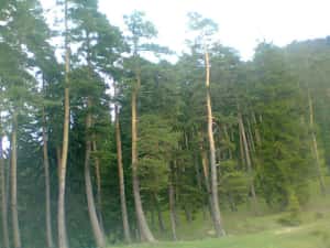 Teren intravilan in Sacele (Brasov), 2000 mp cu livada, foișor, apa, curent — miniatura 7