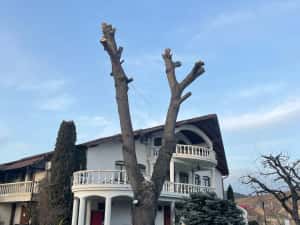 Taiere copaci/arbori,toaletare arbori/crengi.Alpinist utilitar.
