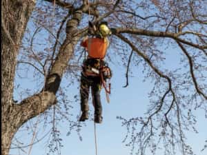 Taiere copaci/arbori,toaletare arbori/crengi.Alpinist utilitar. — miniatura 2