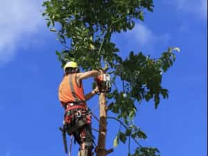 Taiere copaci/arbori,toaletare arbori/crengi.Alpinist utilitar. — miniatura 4