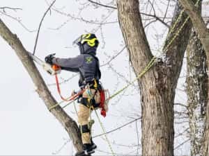 Taiere copaci/arbori,toaletare arbori/crengi.Alpinist utilitar. — miniatura 5