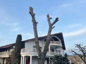 Taiere copaci/arbori,toaletare arbori/crengi.Alpinist utilitar. — miniatura 6