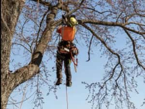 Taiere copaci/arbori,toaletare arbori/crengi.Alpinist utilitar. — miniatura 7