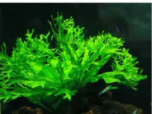 Bolbitis heudelotii și Microsorum –Plante naturale de acvariu. — miniatura 3