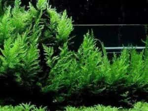 Bolbitis heudelotii și Microsorum –Plante naturale de acvariu. — miniatura 5