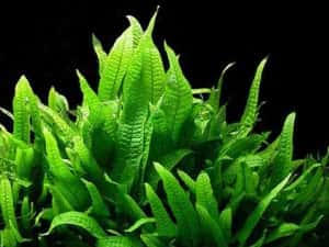 Bolbitis heudelotii și Microsorum –Plante naturale de acvariu. — miniatura 8