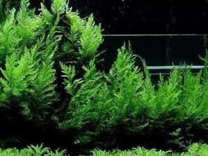 Bolbitis heudelotii și Microsorum –Plante naturale de acvariu. — miniatura 9