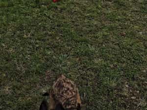 Ciobănesc belgian malinois — miniatura 2