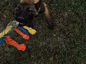 Ciobănesc belgian malinois — miniatura 3