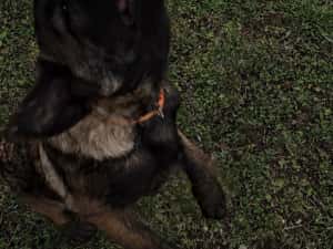 Ciobănesc belgian malinois — miniatura 4