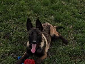 Ciobănesc belgian malinois — miniatura 5