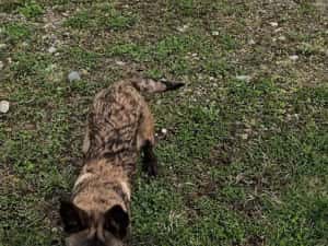 Ciobănesc belgian malinois — miniatura 8