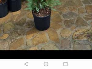 Tuia leylandi chiparos — miniatura 1