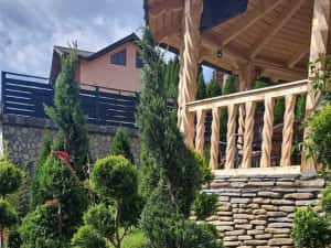 Tuia leylandi chiparos — miniatura 5