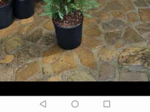 Tuia leylandi chiparos — miniatura 9