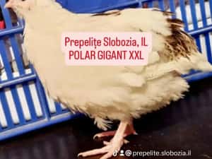 Vând ouă incubat POLARA GIGANT XXL, pui, tineret