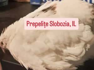Vând ouă incubat POLARA GIGANT XXL, pui, tineret — miniatura 2