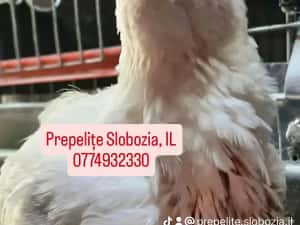Vând ouă incubat POLARA GIGANT XXL, pui, tineret — miniatura 5
