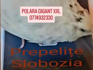 Vând ouă incubat POLARA GIGANT XXL, pui, tineret — miniatura 6