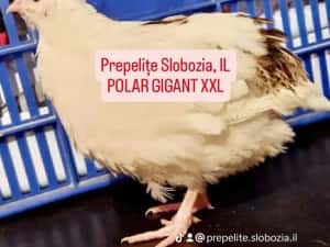 Vând ouă incubat POLARA GIGANT XXL, pui, tineret — miniatura 9