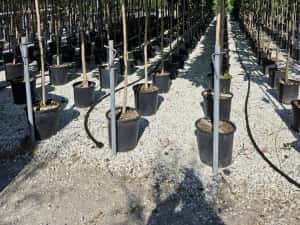 Catalpa globulară toate dimensiunile Transport gratuit