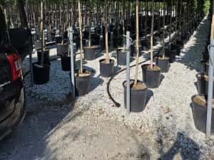 Catalpa globulară toate dimensiunile Transport gratuit — miniatura 4